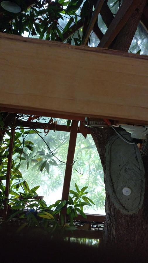 Treehouse Above The Beach Port Antonio Bagian luar foto